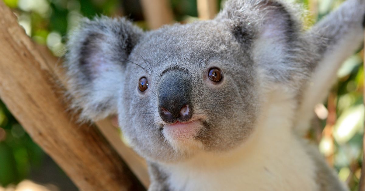 7 Fun Things To Do in Australia With Kids - The Landmark Kids